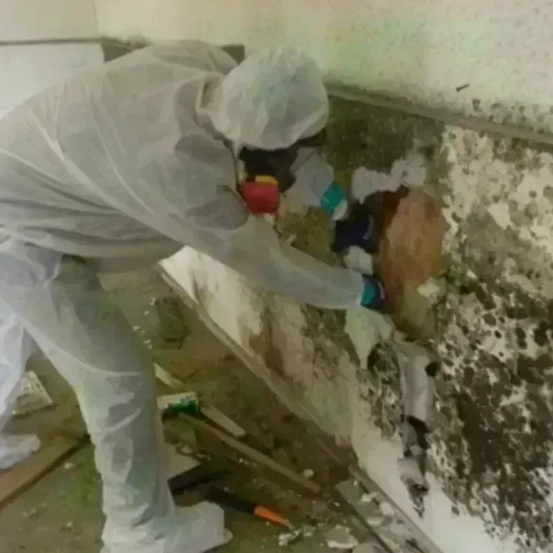 Mold Remediation and Removal in Vander, NC